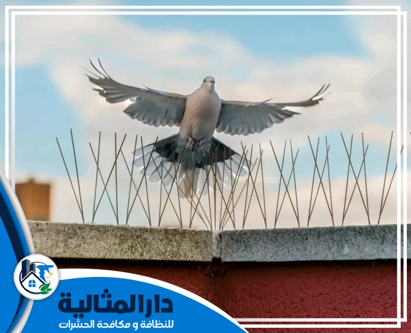 مكافحة الحمام بالخبر 0598198483 دار المثالية نقوم في شركتنا بمكافحة الحمام بالخبر باستخدام أحدث الطرق والتقنيات لضمان حماية ممتلكاتك من مشاكل الحمام.