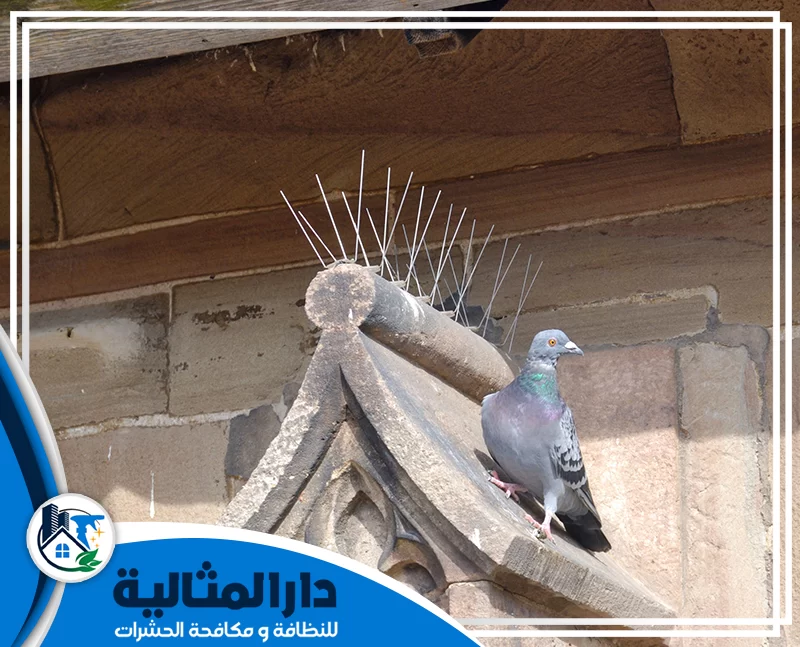 تركيب أشواك طرد الحمام بالخبر 0598198483 دار المثالية نقوم بمكافحة ذبابة الحمام بالخبر باستخدام أشواك طرد الحمام الفعّالة والآمنة لضمان حماية بيئتك من هذه الحشرات المزعجة.