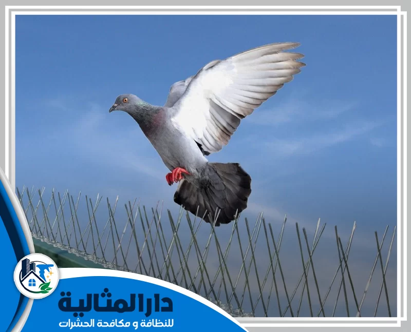 شركة طارد الحمام بالقطيف 0598198483 شركة دار المثالية شركة طارد الحمام بالقطيف تقدم حلولًا فعالة وآمنة لإبعاد الحمام عن الأسطح والنوافذ باستخدام شبك وأسلاك عالية الجودة تضمن حماية المكان.