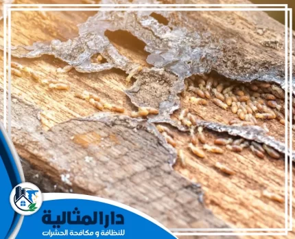 شركة مكافحة النمل الابيض بالقطيف