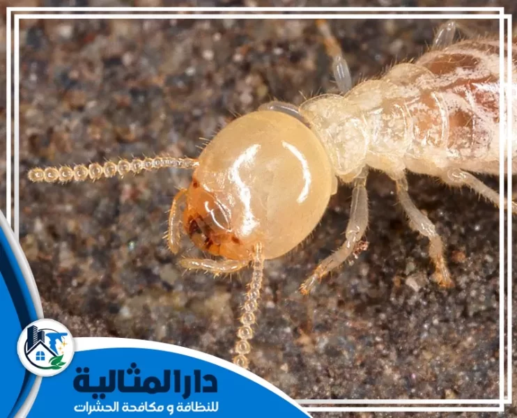 شركة مكافحة النمل الابيض بالخبر