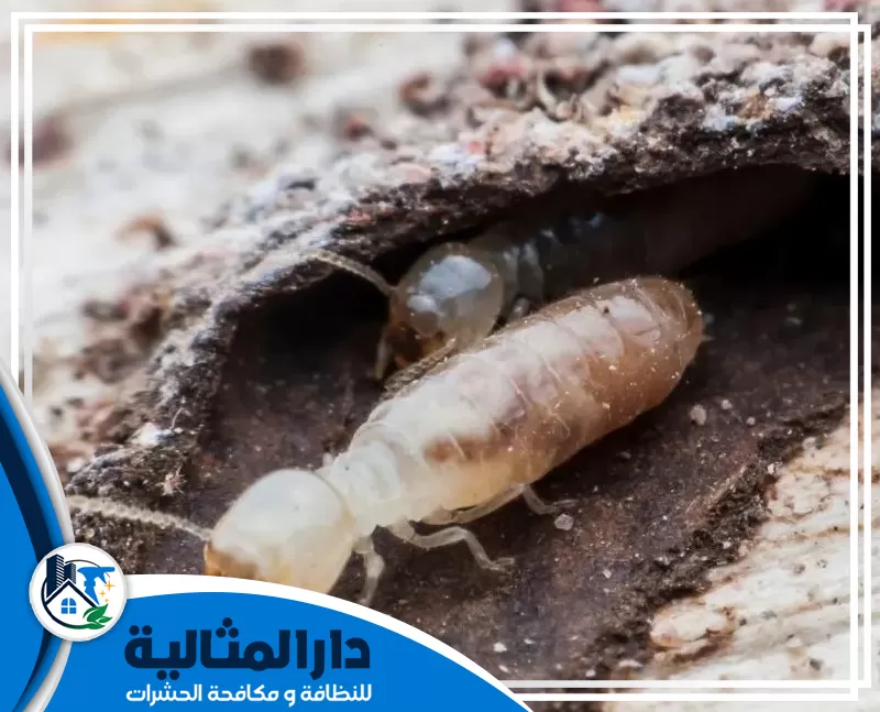 شركة مكافحة النمل الابيض بالقطيف 0598198483 الدار المثالية مكافحة النمل الابيض بالقطيف لحماية المباني والأخشاب من التدمير.