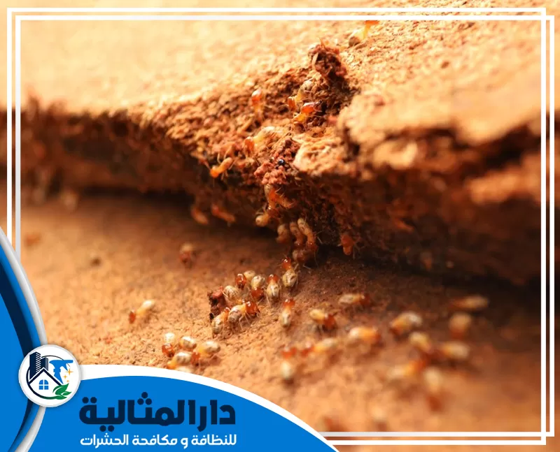 شركة مكافحة النمل الابيض بالخبر 0598198483 الدار المثالية مكافحة النمل الابيض بالخبر بشكل فعّال في الأماكن المصابة بالخبر.