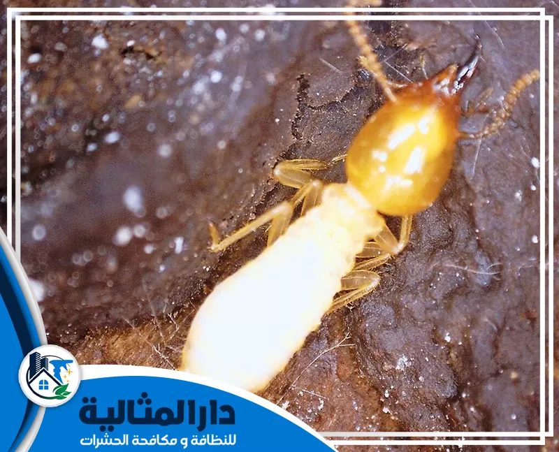 شركة مكافحة النمل الابيض بالقطيف 0598198483 الدار المثالية مكافحة الارضة في البيت بالقطيف وكيفية تأثيره المدمر على الهياكل الخشبية، مما يستدعي التدخل لمكافحته.