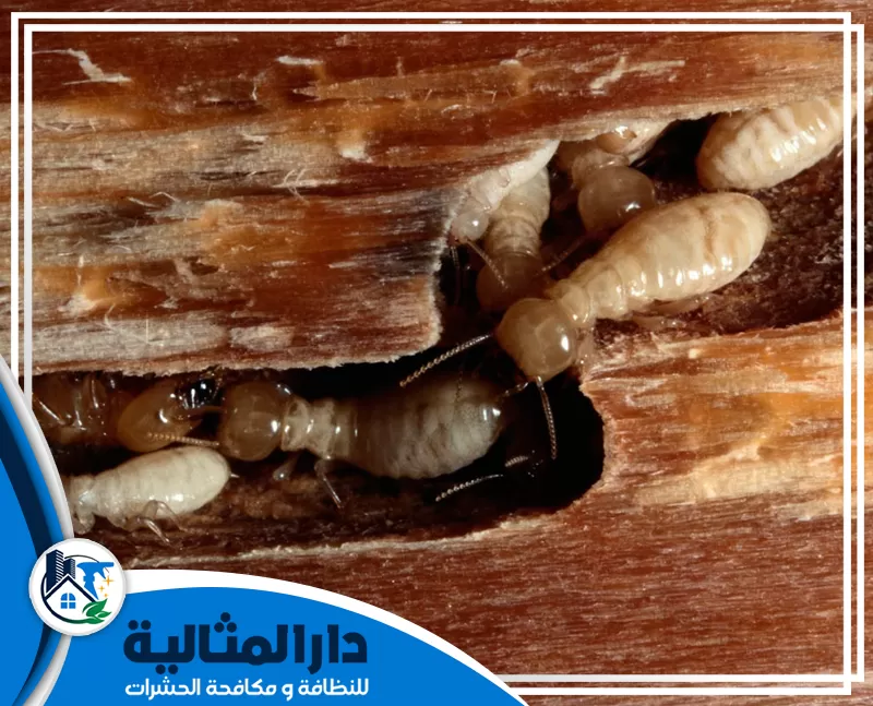 شركة مكافحة النمل الابيض بالخبر 0598198483 الدار المثالية إزالة النمل الأبيض بالخبر من الأخشاب في المنازل باستخدام تقنيات متطورة.