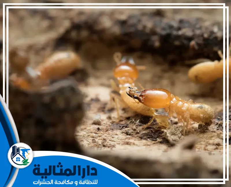 شركة مكافحة النمل الابيض بالقطيف 0598198483 الدار المثالية ضرورة مكافحة النمل الابيض بالقطيف للحفاظ على الممتلكات والاثاث.