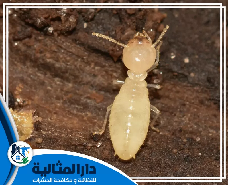 شركة مكافحة النمل الابيض بالخبر 0598198483 الدار المثالية التخلص من النمل الأبيض في الخشب لضمان حماية منزلك.
