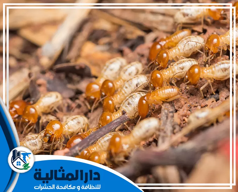 شركة مكافحة النمل الابيض بالقطيف 0598198483 الدار المثالية شركة مكافحة النمل الابيض بالقطيف توضح الأضرار الناتجة عن النمل الأبيض وتؤكد أهمية مكافحته.