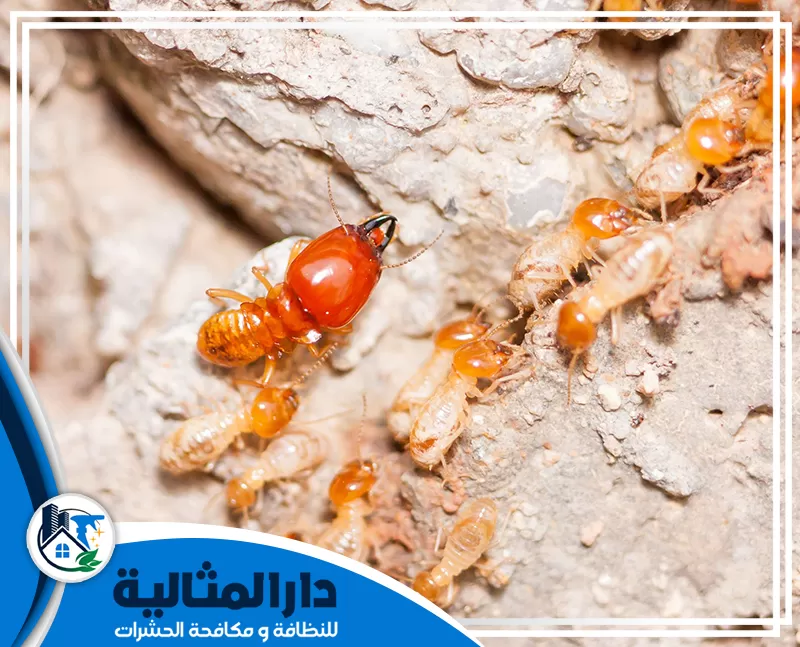 شركة مكافحة النمل الابيض بالخبر 0598198483 الدار المثالية مكافحة النمل الأبيض في جدران المنزل قبل أن يتسبب في الضرر.