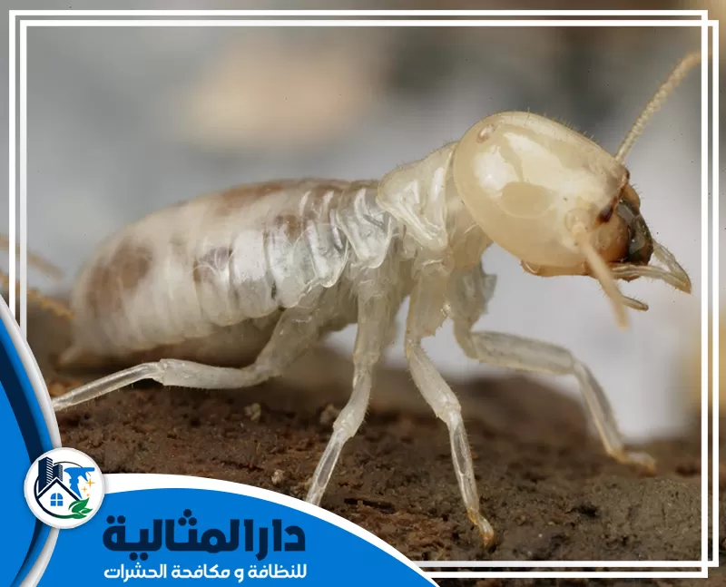 شركة مكافحة النمل الابيض بالقطيف 0598198483 الدار المثالية شركة مكافحة النمل الابيض بالقطيف تعكس أهمية خدمات مكافحة النمل الأبيض في منع الأضرار.