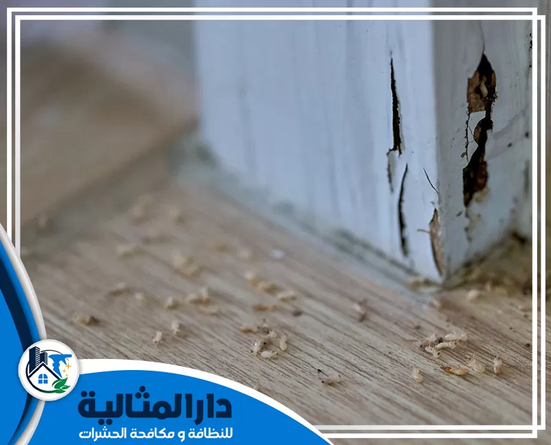 شركة مكافحة النمل الابيض بالخبر 0598198483 الدار المثالية معالجة الأماكن المصابة بالنمل الأبيض بالخبر للحد من انتشاره.