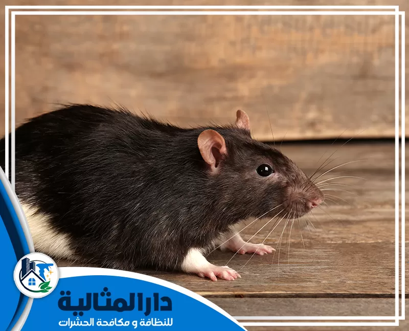 شركة ابادة الفئران بالخبر | 0598198483 | دار المثالية يقوم فريق شركة ابادة الفئران بالخبر بتقديم خدمة مكافحة الفئران باستخدام اجود انواع المبيدات التي تساعد علي القضاء علي الافات بشكل نهائي.