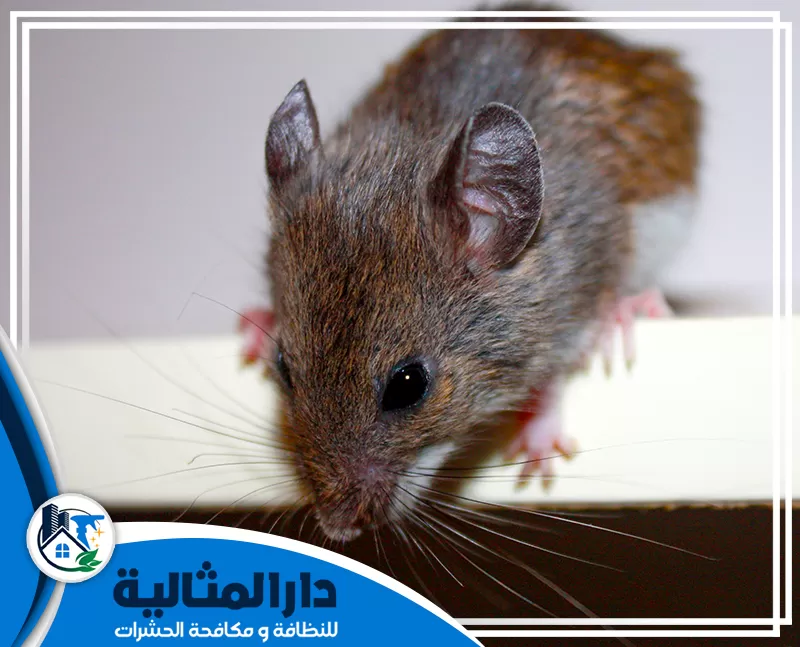 أفضل شركة مكافحة قوارض بالخبر | 0598198483 | مؤسسة دار المثالية يقوم فريق شركة مكافحة القوارض بالخبر بتقديم أفضل خدمات مكافحة القوارض باستخدام أحدث أنواع الافخاخ والمصايد التي تساعد علي اصتياد الفئران.