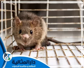 شركة مكافحة الفئران بالقطيف