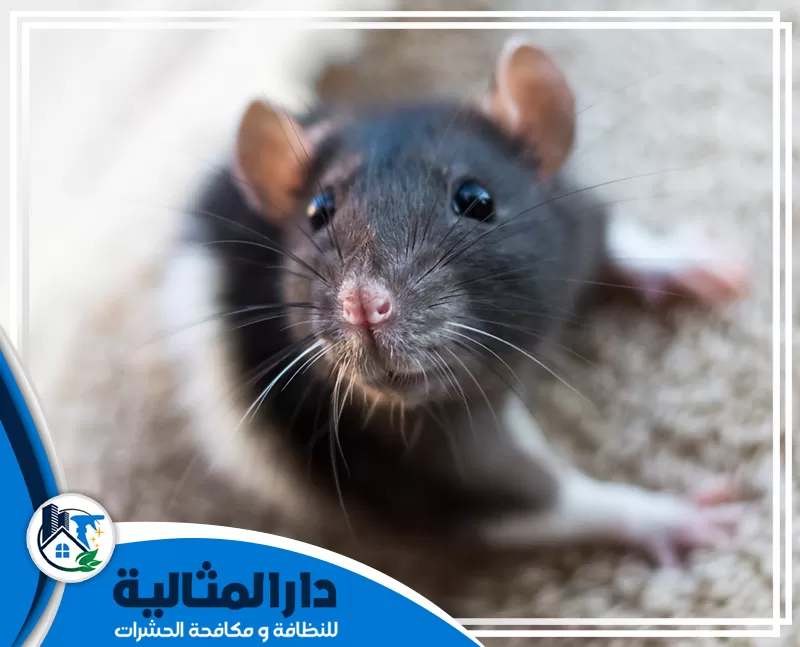 افضل شركة مكافحة الفئران بالخبر | 0598198483 | مؤسسة الدار المثالية شركة مكافحة الفئران بالخبر تقدم أفضل خدمات مكافحة الفئران باللفل والمطاعم من خلال اتباع احدث الاساليب المطتورة التي تساعد علي تقديم الخدمة بأحترافية.