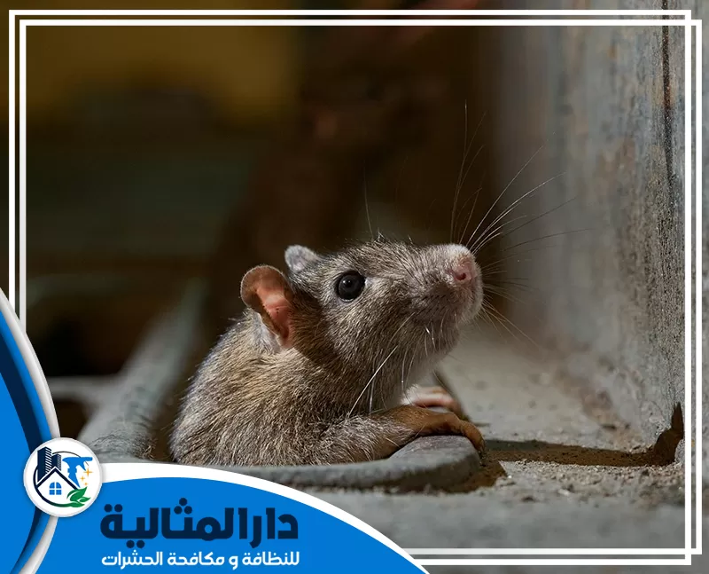 شركة مكافحة الفئران بالقطيف | 0598198483 | دار المثالية نعد من ضمن أفضل شركات مكافحة الفئران بالقطيف، حيث نمتلك أفضل الاساليب والطرف لمكافحة القوارض.