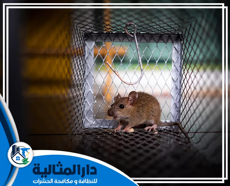 اسعار مكافحة الفئران بالخبر 2026 0598198483 مؤسسة دار المثاالية نحرص في مؤسسة دار المثالية علي تقديم افضل اسعار مكافحة الفئران بالخبر 2026 حيث أننا نحرص علي تقديم خدمتنا لجميع العملاء في الخبر.
