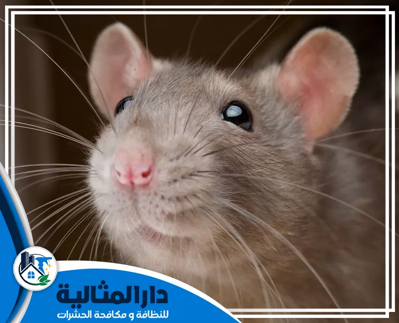 مكافحة فئران بدون رائحة بالقطيف | 0598198483 | دار المثالية يتم تقديم خدمة مكافحة فئران بالقطيف من خلال فريق متخصص يقدم الخدمة مواد عالية الجودة وليس لها رائحه.