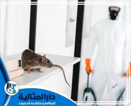 شركة مكافحة الفئران بالخبر